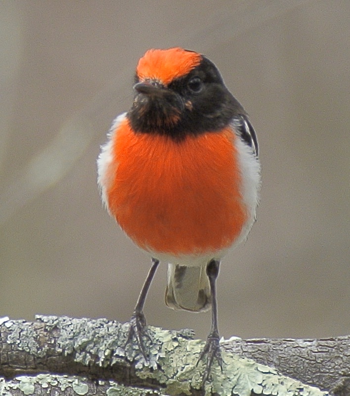 Red-capped Robin